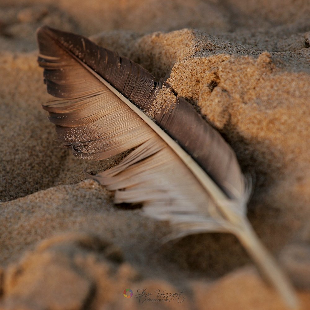 Feather-in-Sand.jpg